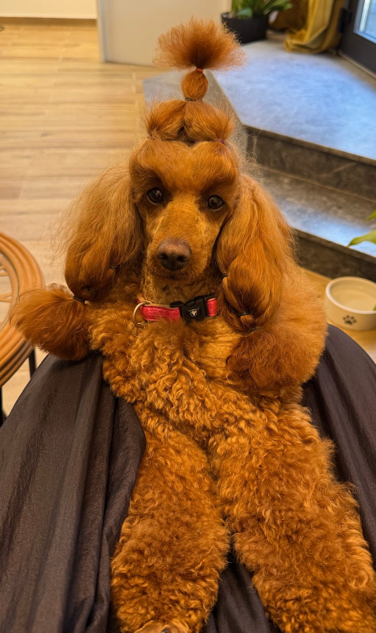 Njegovan pas u Pawsitive salonu